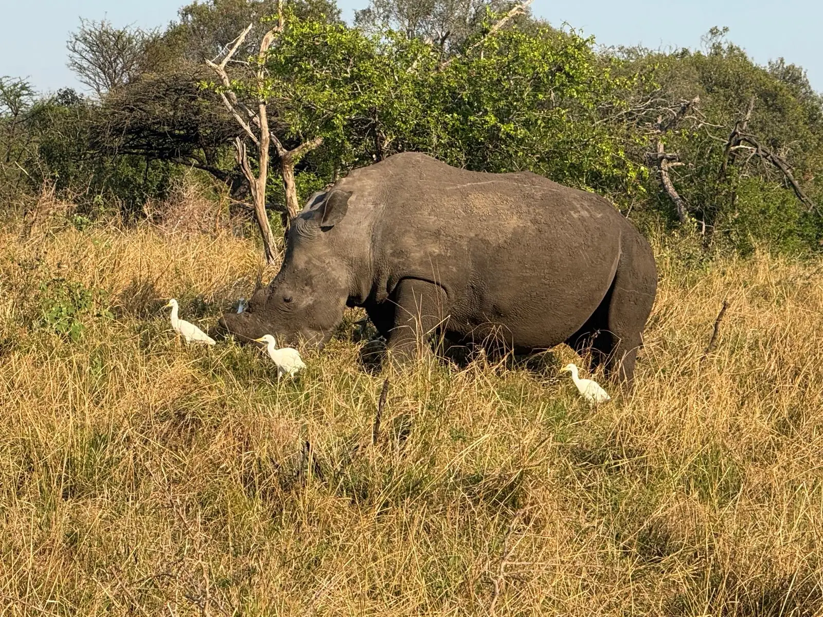 Our guests from the US had an unforgettable family safari at Phinda Mountain Lodge in KwaZulu-Natal, where they enjoyed exceptional game viewing on both game drives and guided bush walks.